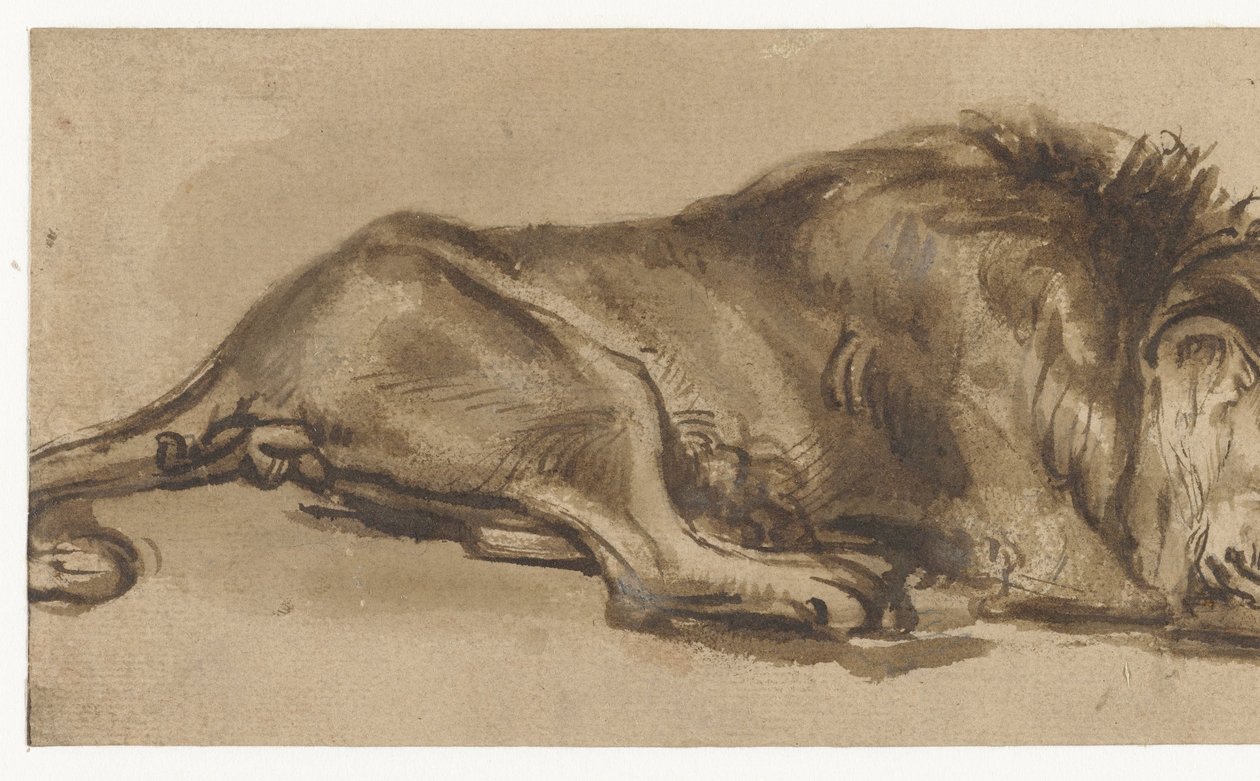 Studium śpiącego lwa autorstwa Rembrandt van Rijn (copy after)