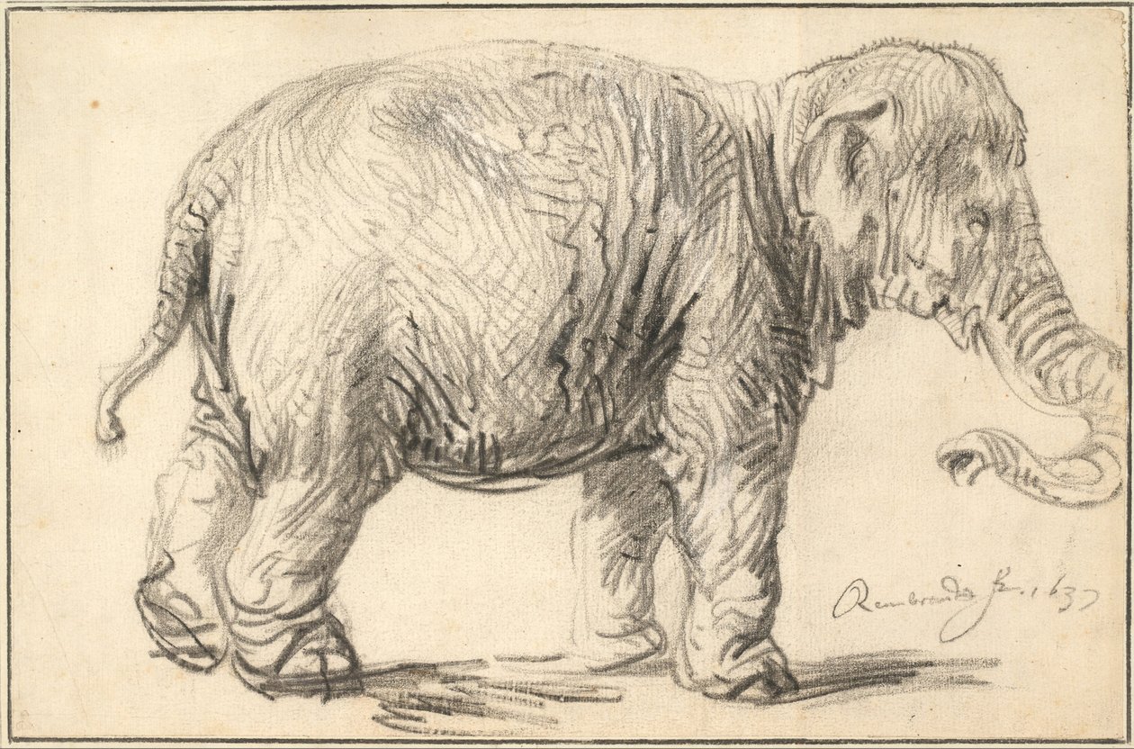 Słoń, 1637 autorstwa Rembrandt van Rijn