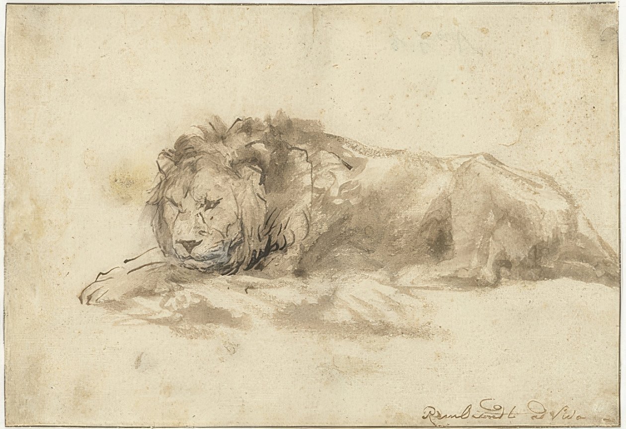 Leżący lew (Liggende leeuw). 1650-59 autorstwa Rembrandt van Rijn