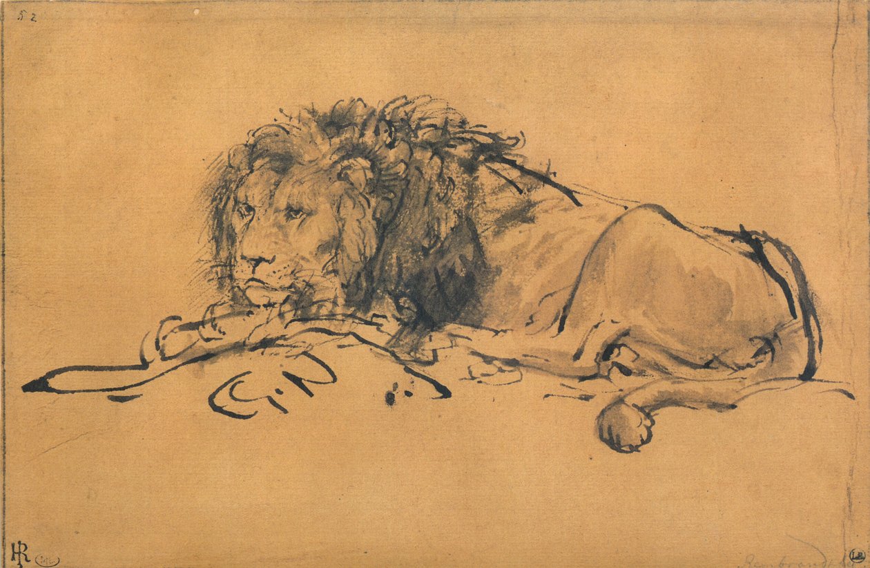 Lew odpoczywający, zwrócony w lewo, c1650 autorstwa Rembrandt van Rijn