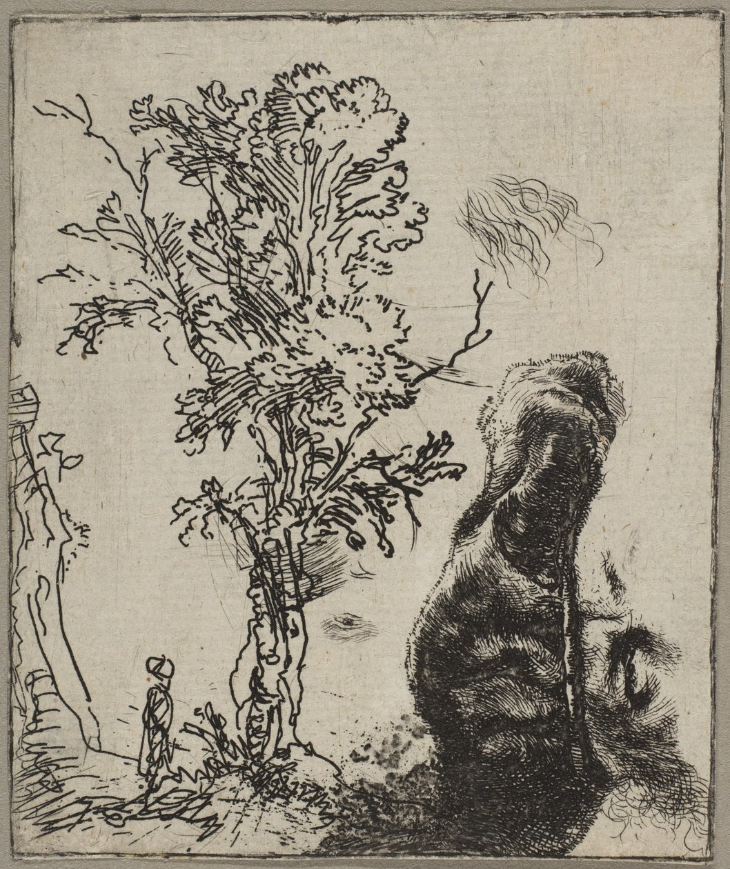 Arkusz z dwoma opracowaniami: drzewo i górna część głowy Rembrandta w vel..., ca. 1642. autorstwa Rembrandt van Rijn