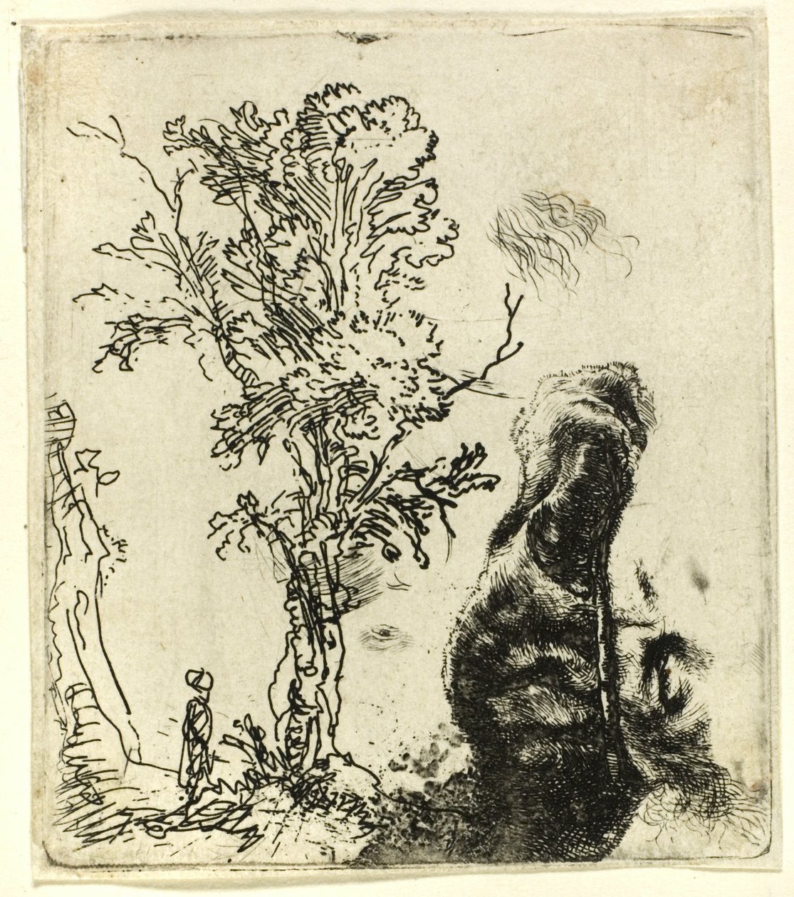 Arkusz z dwoma opracowaniami: drzewo i górna część głowy artysty noszącego aksamitną czapkę autorstwa Rembrandt van Rijn