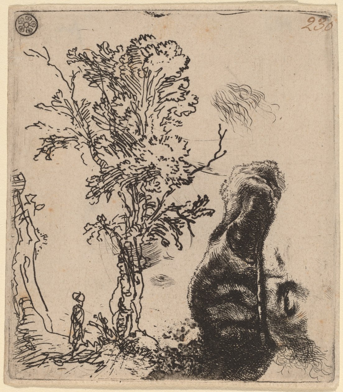 Arkusz z dwoma etiudami: drzewo i górna część głowy artysty noszącego aksamitną czapkę autorstwa Rembrandt van Rijn