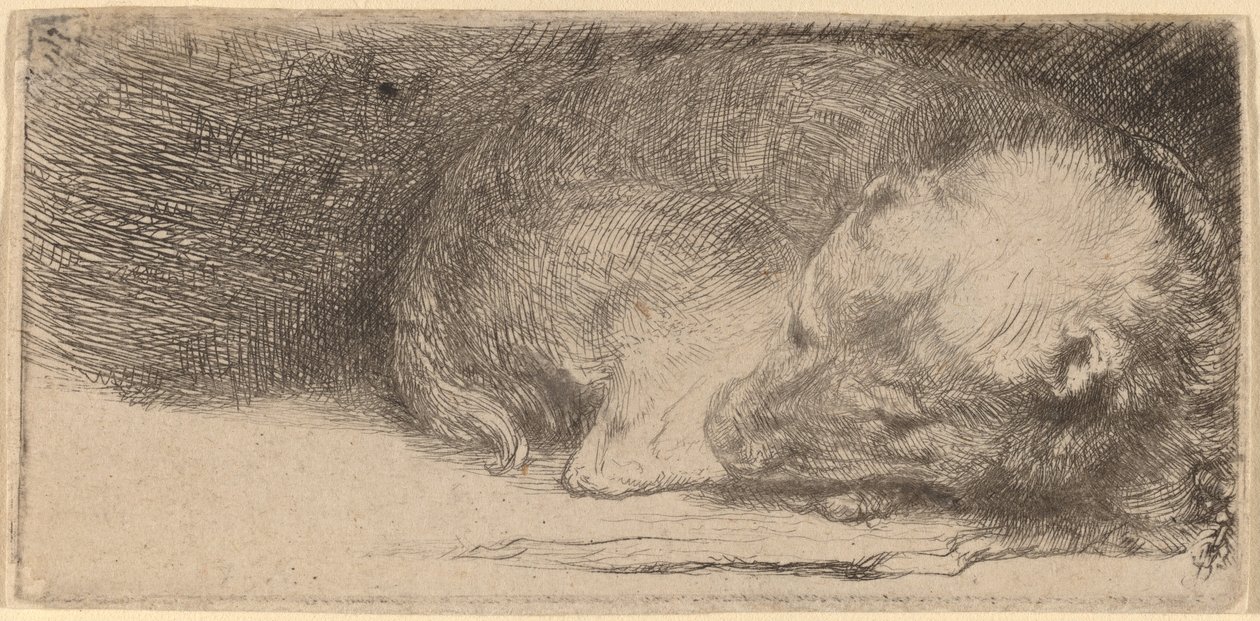 Śpiący szczeniak autorstwa Rembrandt van Rijn