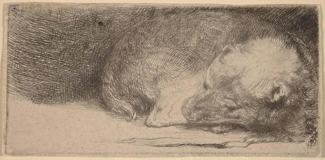 Śpiący szczeniak autorstwa Rembrandt van Rijn