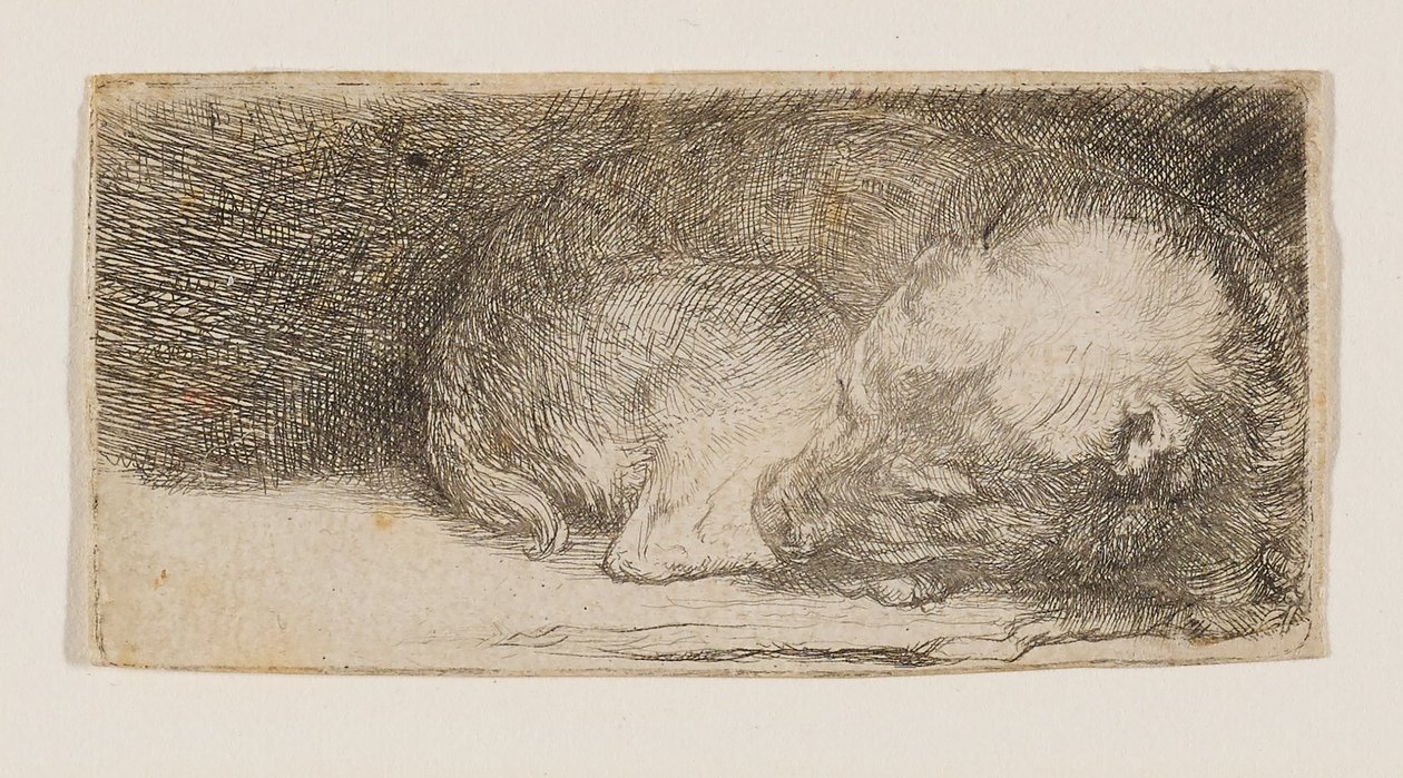 Śpiący szczeniak autorstwa Rembrandt van Rijn