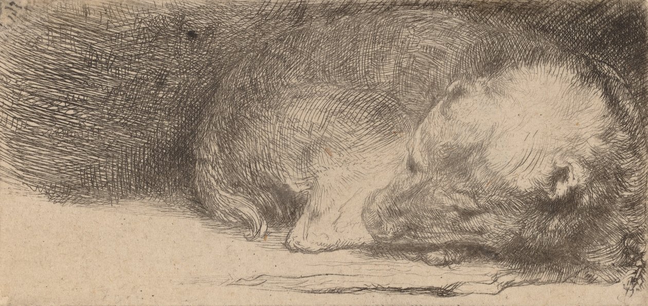 Śpiący szczeniak, ok. 1640. autorstwa Rembrandt van Rijn