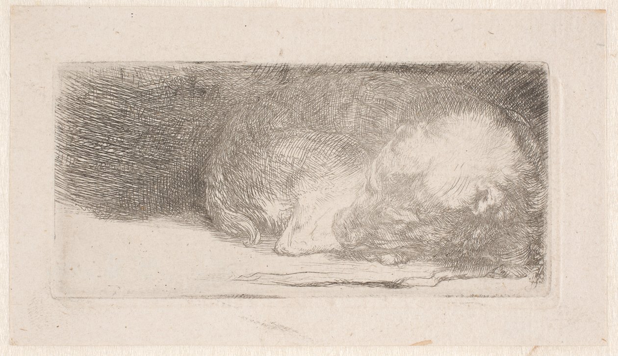 Śpiący szczeniak autorstwa Rembrandt van Rijn