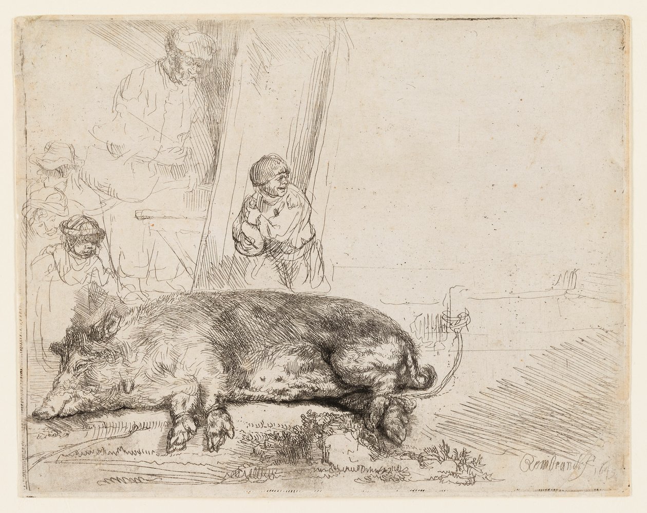 Wieprz autorstwa Rembrandt van Rijn