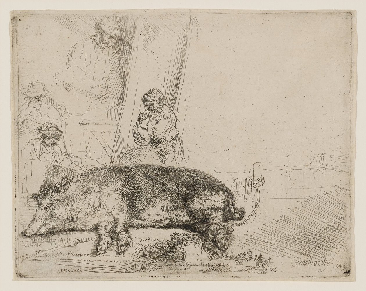 Hog autorstwa Rembrandt van Rijn