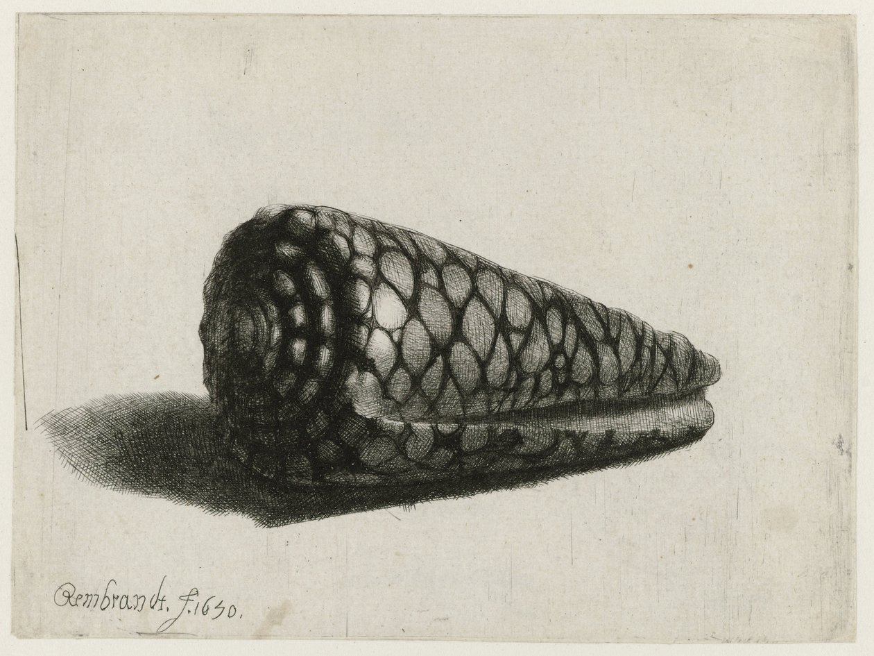 Muszla (Conus marmoreus) Muszla autorstwa Rembrandt van Rijn