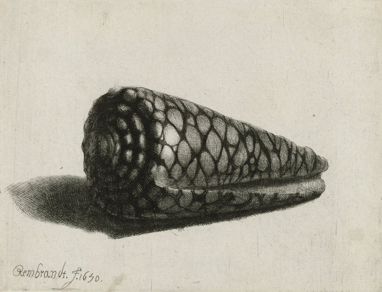 Muszla (Conus marmoreus), 1650 autorstwa Rembrandt van Rijn