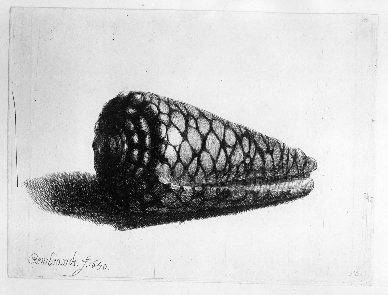 Muszla (Conus marmoreus) 1650 autorstwa Rembrandt van Rijn