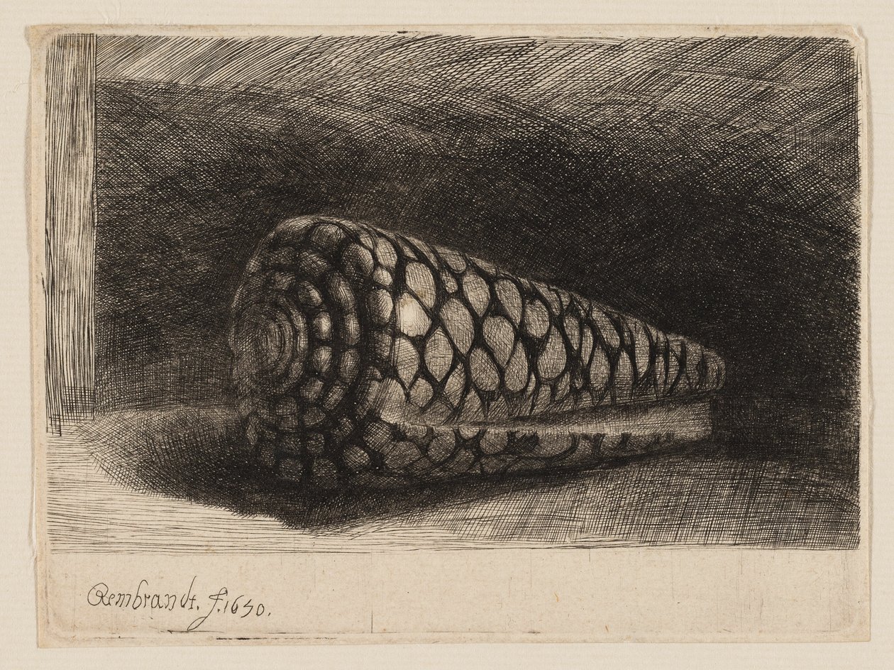 Muszla autorstwa Rembrandt van Rijn