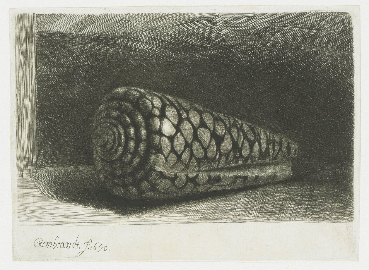 Muszla autorstwa Rembrandt van Rijn