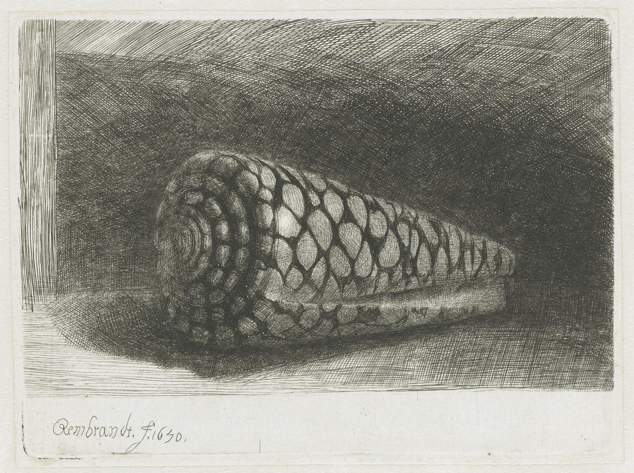 Muszla autorstwa Rembrandt van Rijn