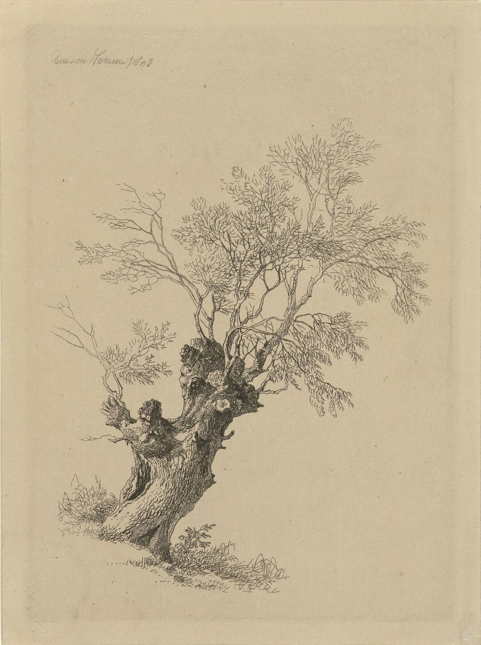 Wierzba autorstwa Remigius Adrianus Haanen