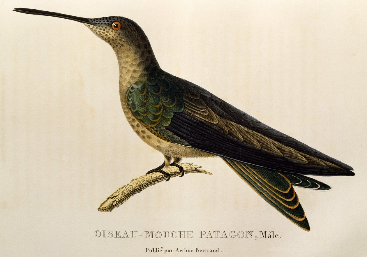 Olbrzymi koliber (Patagona gigas), grawerowanie z trochilidów lub kolibry i kolibry autorstwa René Primevère Lesson