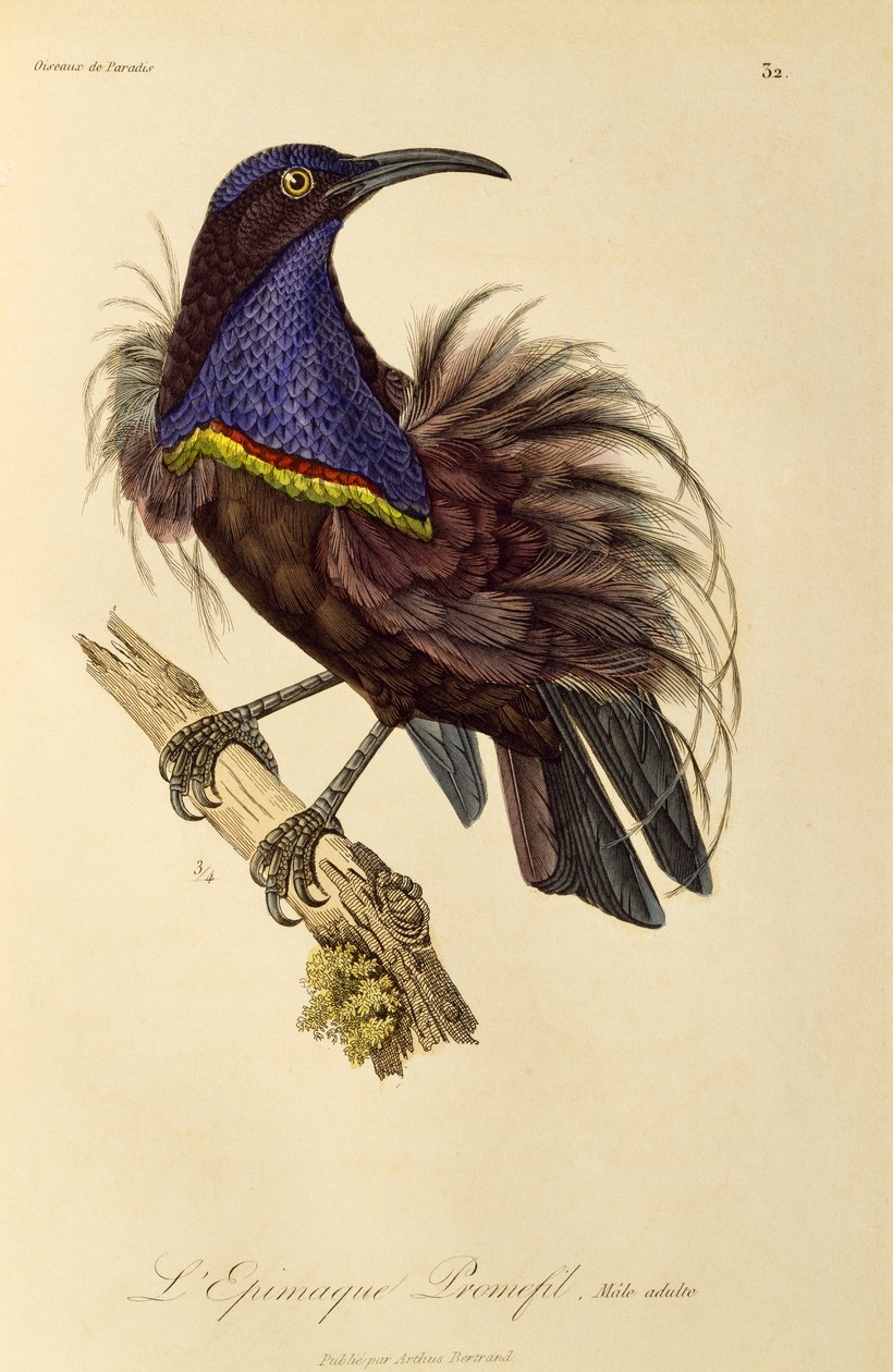 Dorosły samiec rajskiego strzelca (Ptiloris paradiseus), rycina z Historii naturalnej Birds of Paradise i Epimagues autorstwa René Primevère Lesson