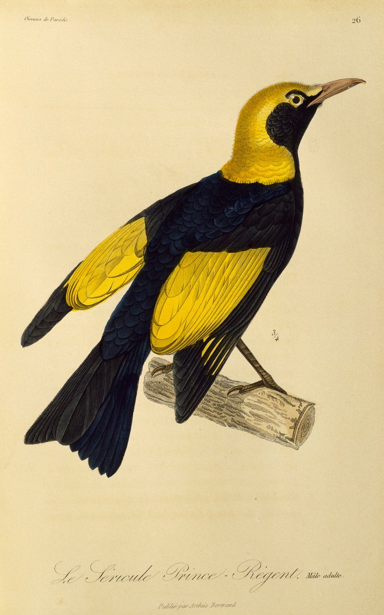Dorosły samiec Regent Bowerbird (Sericulus chrysocephalus), rycina z Historii Naturalnej Birds of Paradise i Epimagues autorstwa René Primevère Lesson