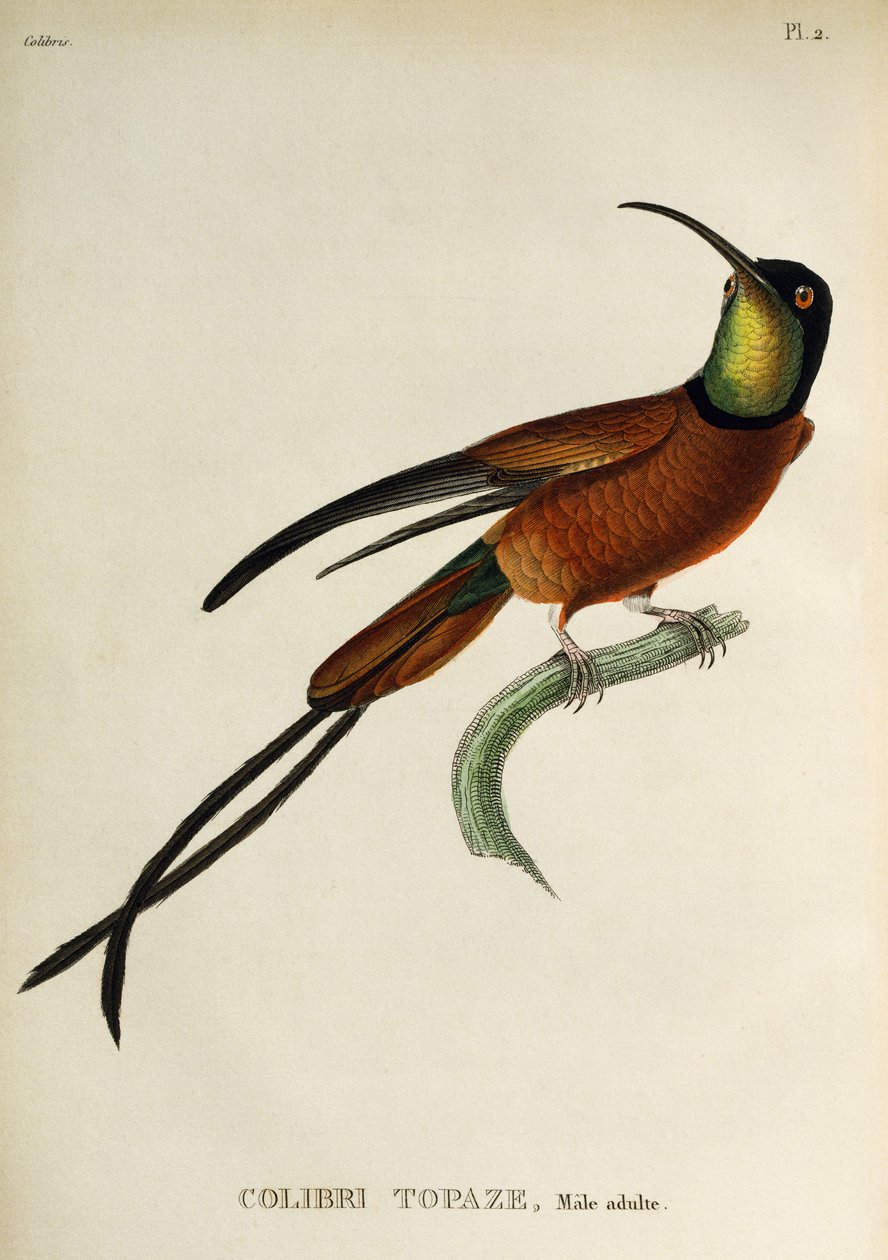 Crimson Topaz (Topaza pella), grawerowanie z trochilidów lub kolibry i kolibry autorstwa René Primevère Lesson