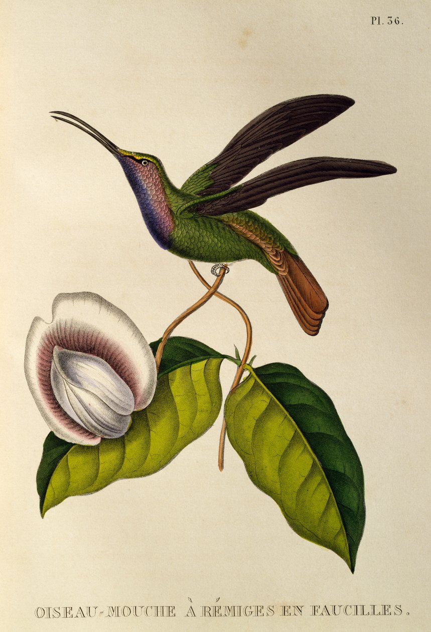 Sawarka Lazuliny (Campylopterus falcatus), grawerowanie z trochilidów lub kolibrów i kolibrów autorstwa René Primevère Lesson