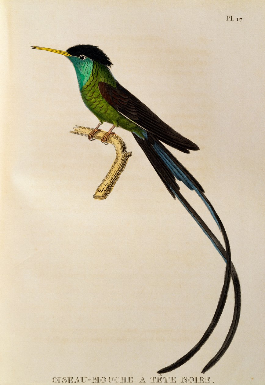 Czerwonodzioby Streamertail (Trochilus polytmus), grawerowanie z trochilidy lub kolibry i kolibry autorstwa René Primevère Lesson