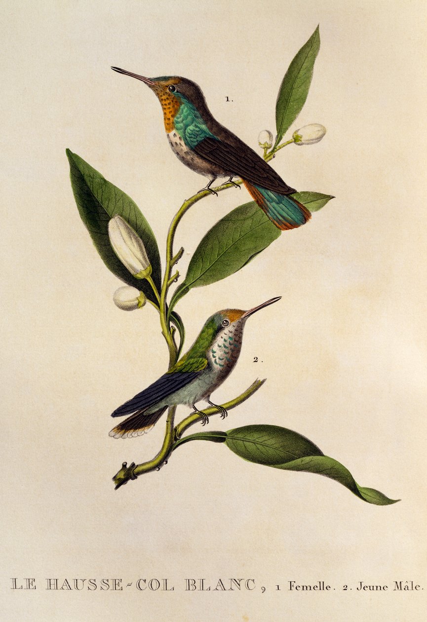 Ruby-topaz koliber samica i młody samiec (Chrysolampis mosquitus), grawerowanie z Les trochilides ou les colibris et les oiseaux-mouches autorstwa René Primevère Lesson