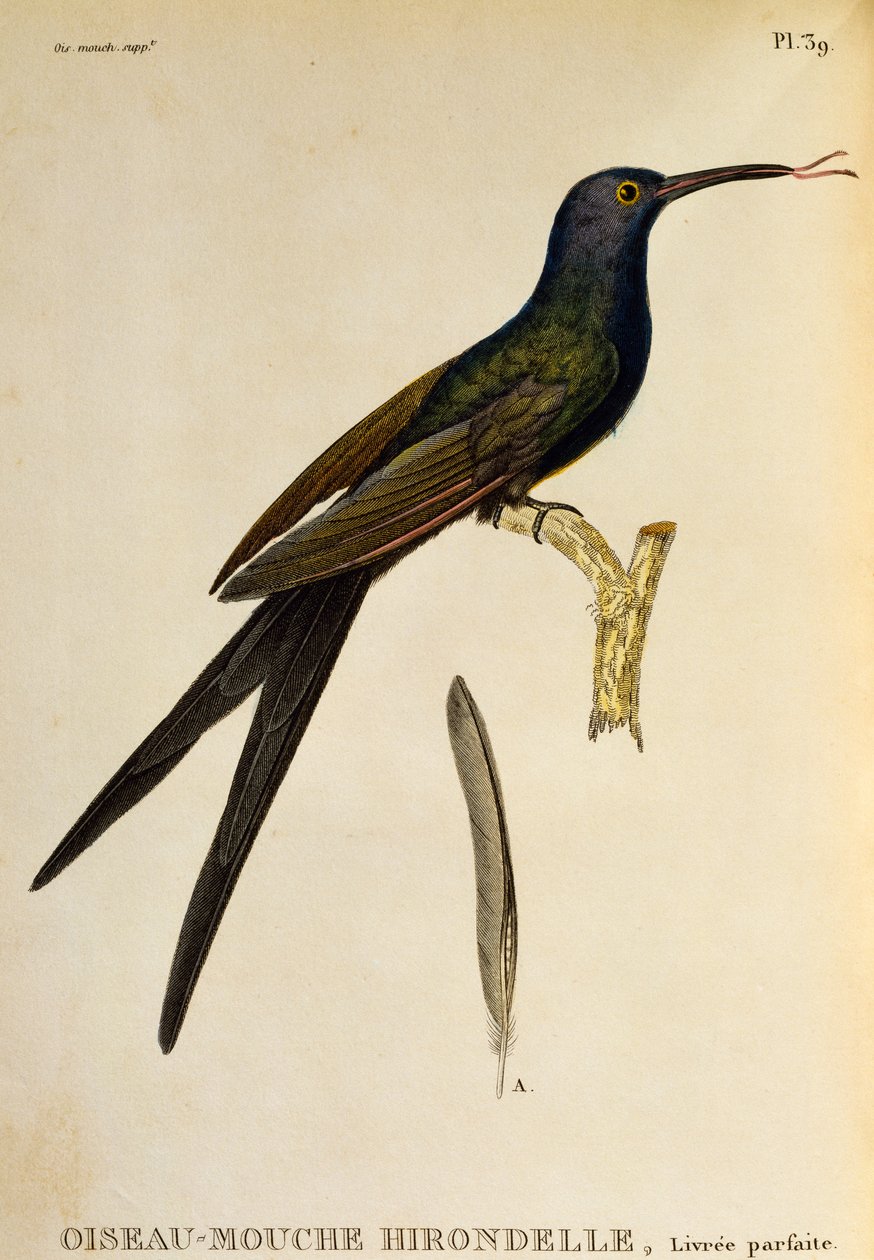 Swallow-tailed koliber (Eupetomena macroura), grawerowanie z Les trochilides ou les colibris et les oiseaux-mouches autorstwa René Primevère Lesson