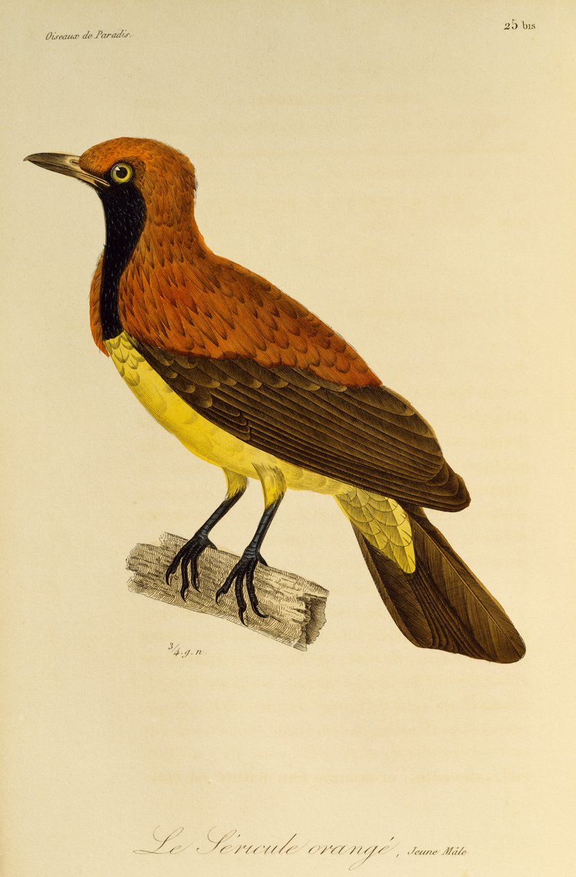 Młody samiec altannika zamaskowanego (Sericulus aureus), rycina z Historii Naturalnej Birds of Paradise i Epimagues autorstwa René Primevère Lesson