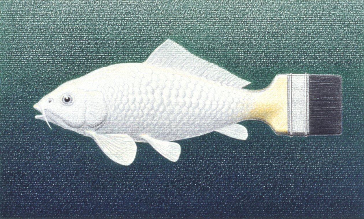 Brushfish, 2003, Rysunek ołówkiem na papierze autorstwa Rene Boin