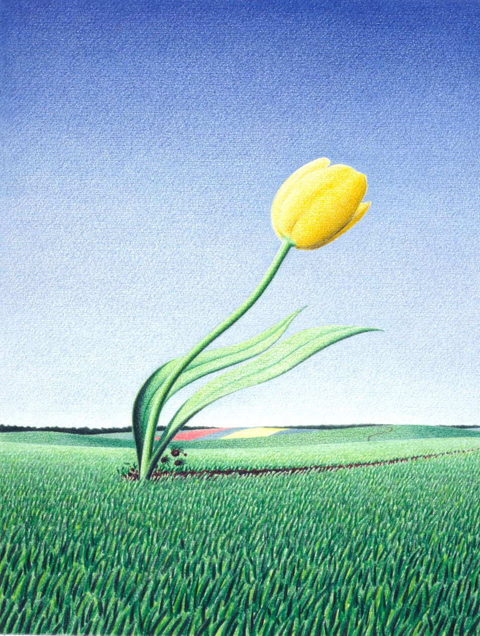 Szybki tulipan autorstwa Rene Boin