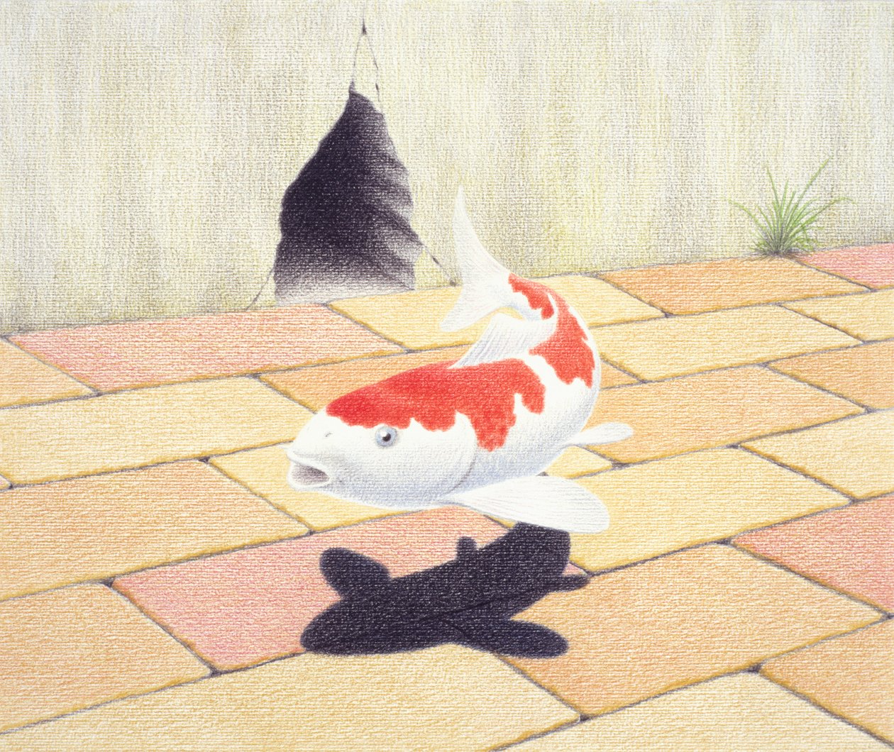 Koi autorstwa Rene Boin