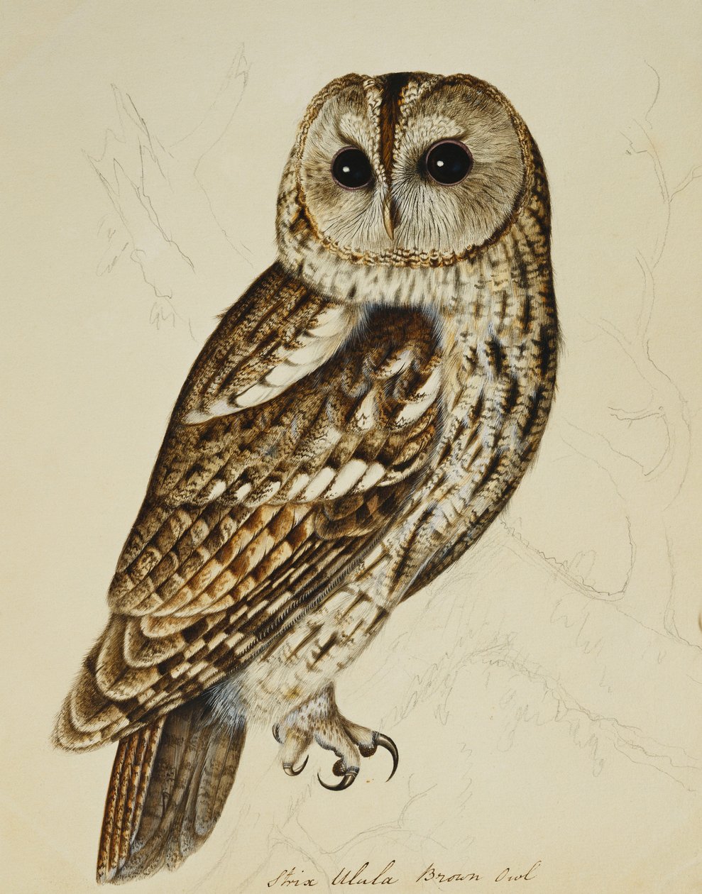 Brązowa Sowa (Strix Ulula) autorstwa Rev. C. Atkinson