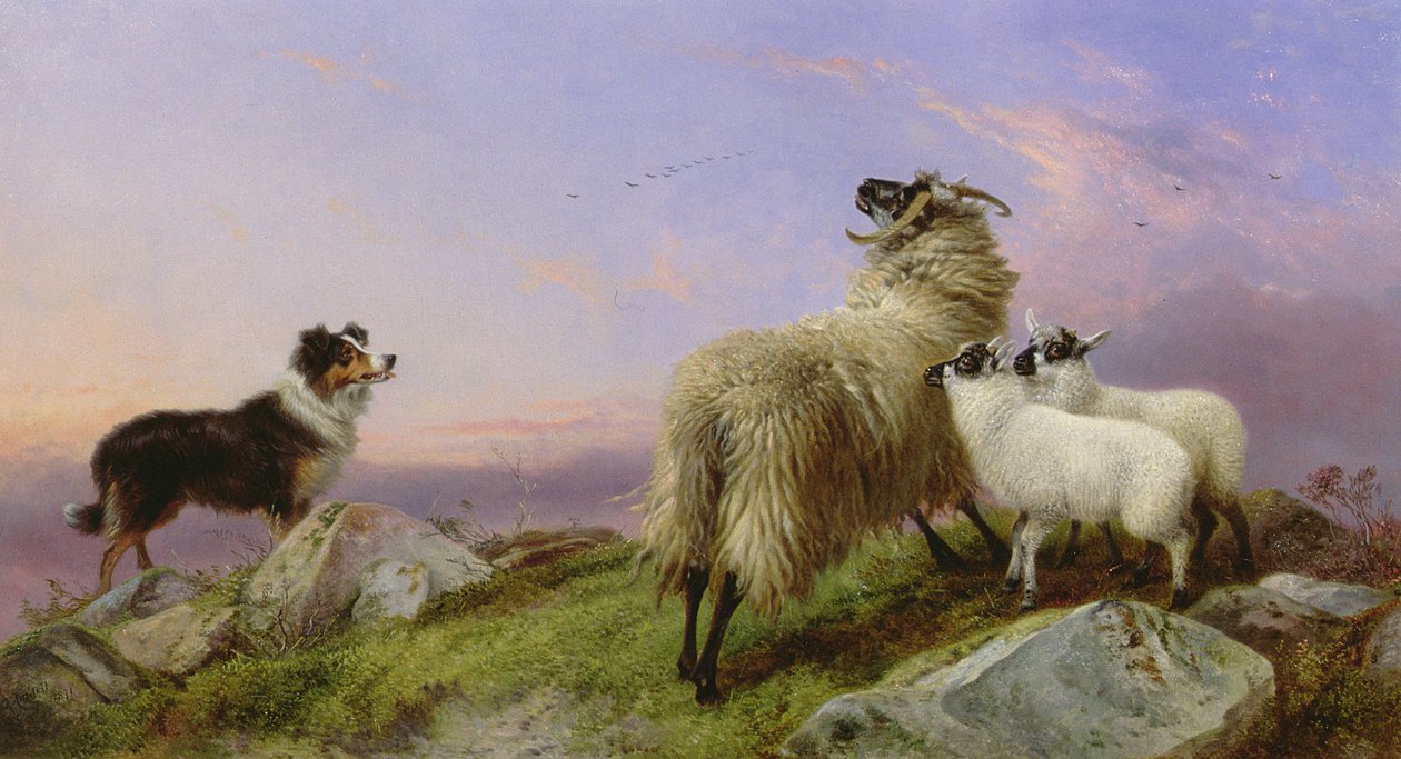 Collie, owce i jagnięta autorstwa Richard Ansdell
