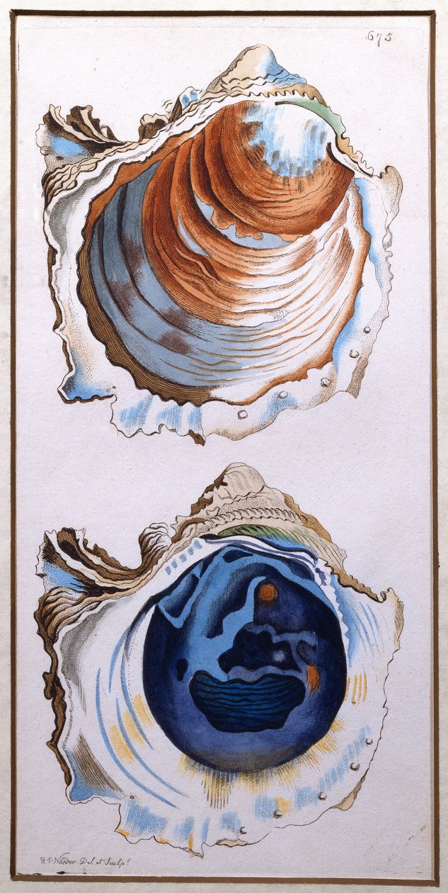 Oyster Shell, wyd. Shaw, c.1790-1820 (druk) autorstwa Richard Polydore Nodder