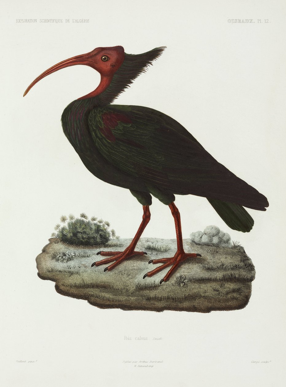 Ibis łysy, Algieria autorstwa John Pardon