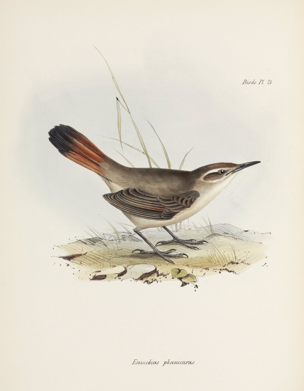 Ziemiórka, Ameryka Południowa, ok. 1832-1836 r. autorstwa John Pardon