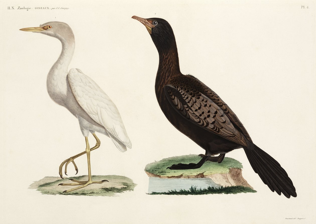 Czapla bydlęca i kormoran długoogonowy, Egipt autorstwa John Pardon