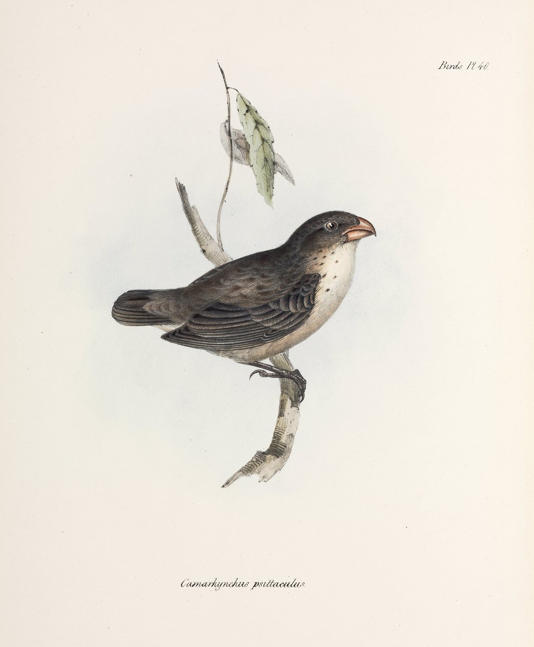 Zięba, ok. 1832-1836 autorstwa John Pardon