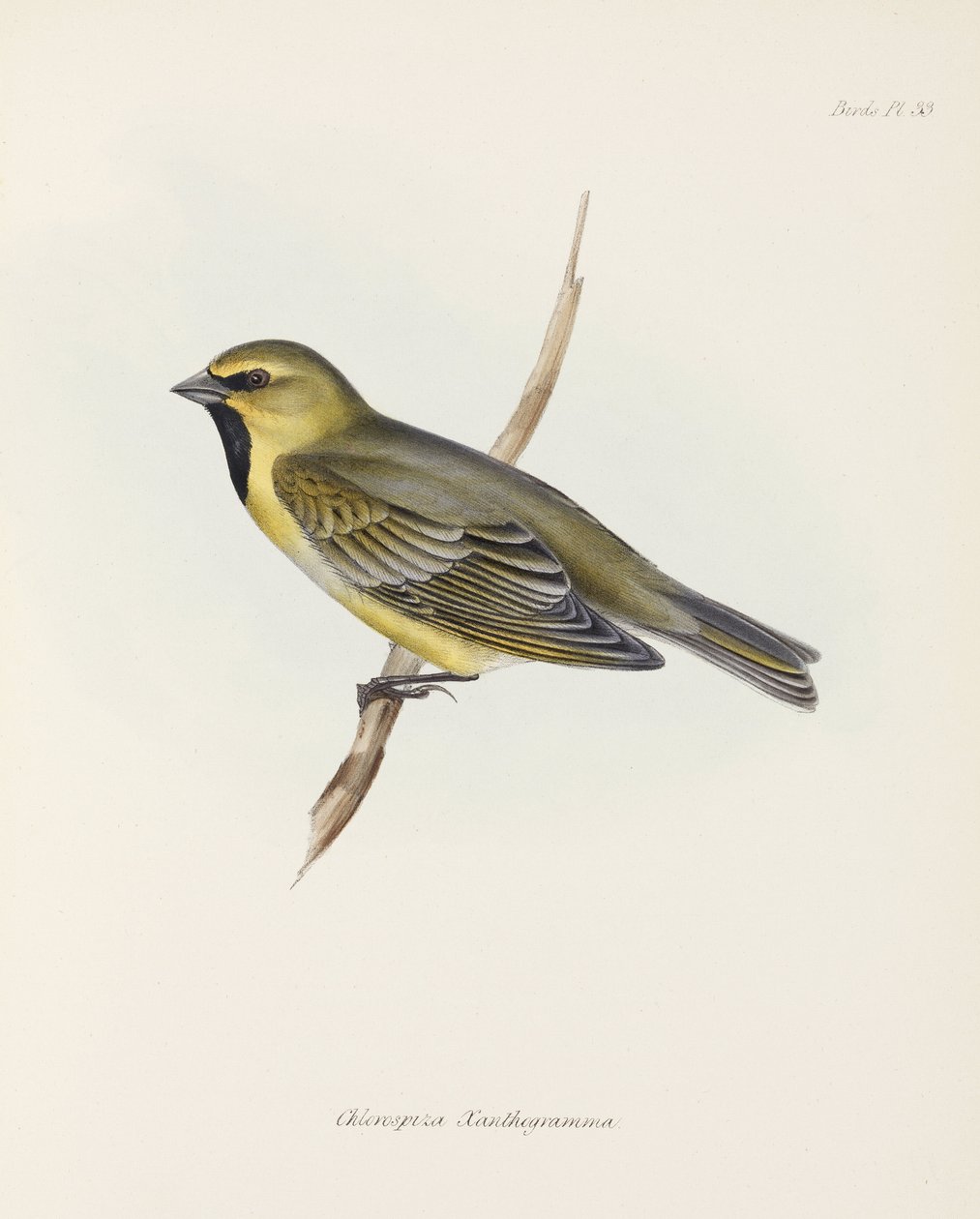 Zięba, ok. 1832-1836 autorstwa John Pardon