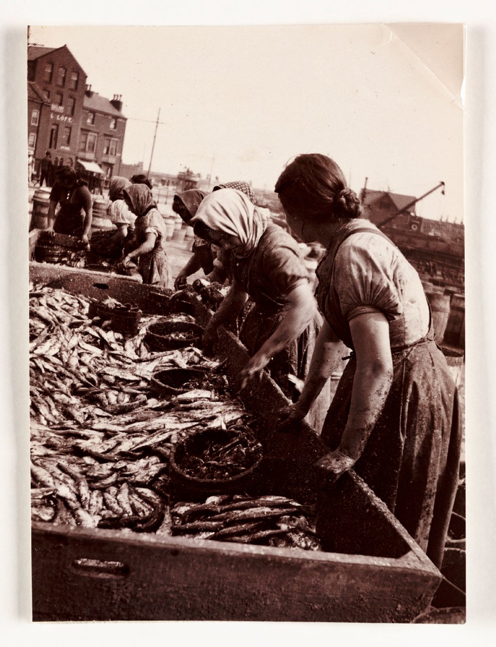 Wędkarstwo, Fisherfolk Kobiety sortujące ryby, Port Whitby, North Yorkshire, ok. 1905 autorstwa John Pardon
