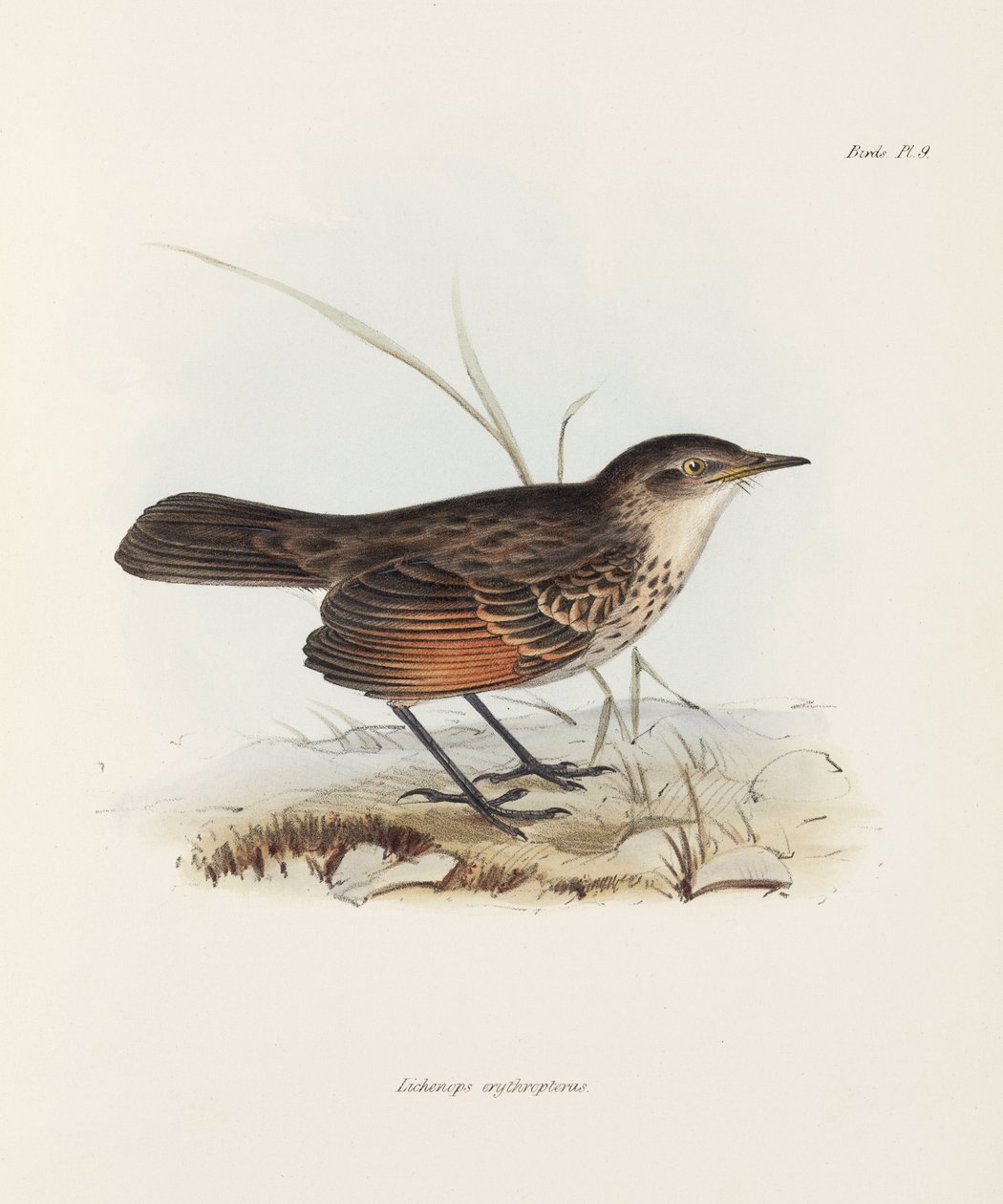 Muchołówka, ok. 1832-1836 autorstwa John Pardon