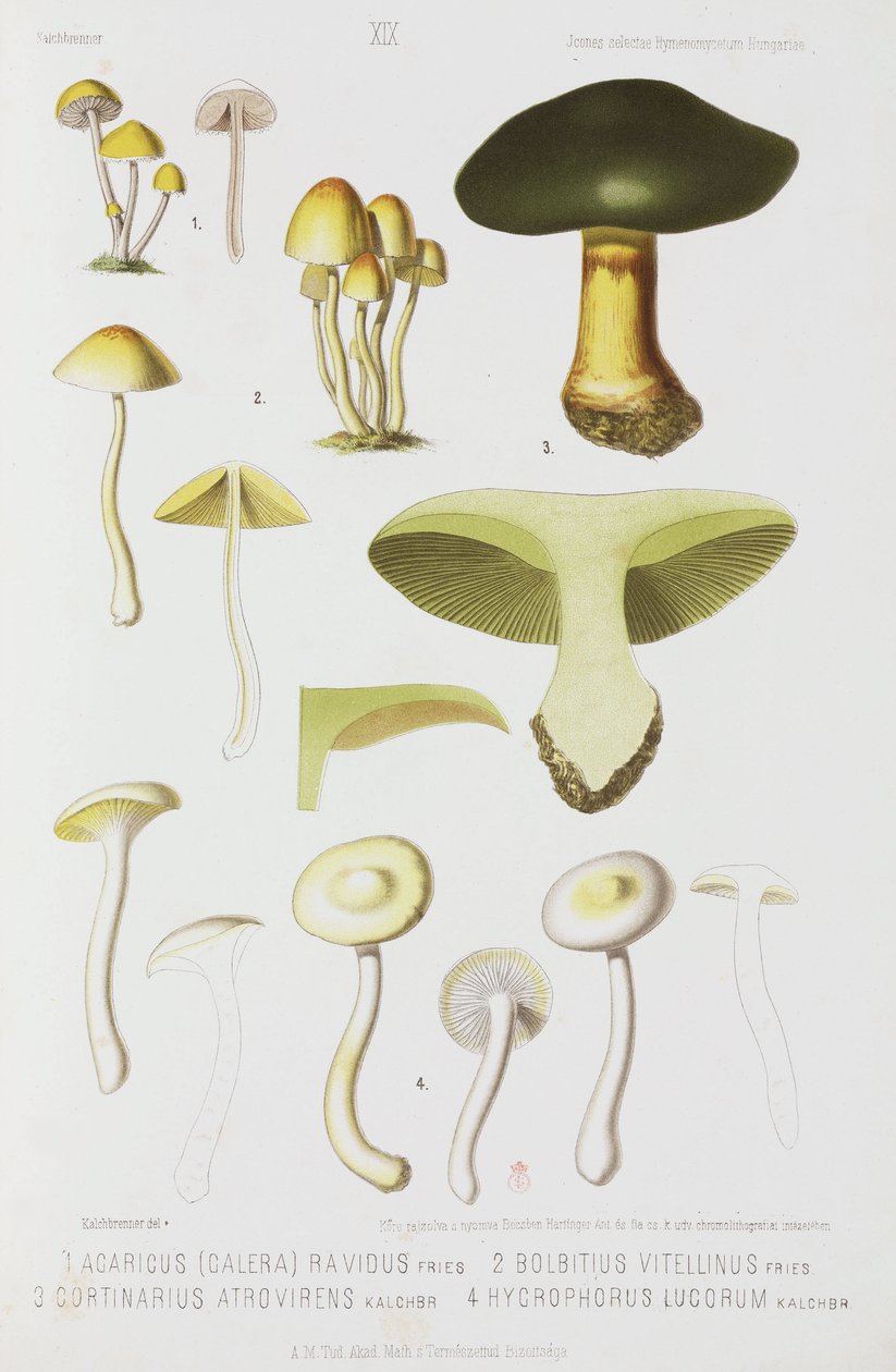 Cztery rodzaje grzybów, ok. 1874 autorstwa John Pardon