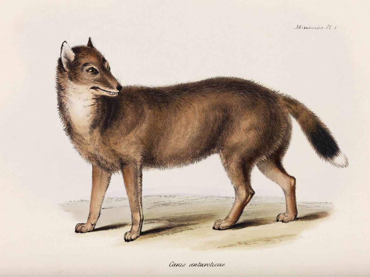 Lis, Falklandy, ok. 1832-1836 autorstwa John Pardon