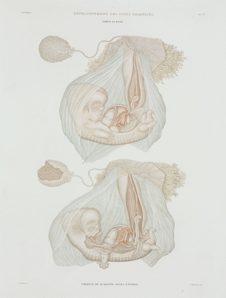 Ginekologia Płód ludzki w wieku 40 dni, ok. 1847-1859 autorstwa John Pardon