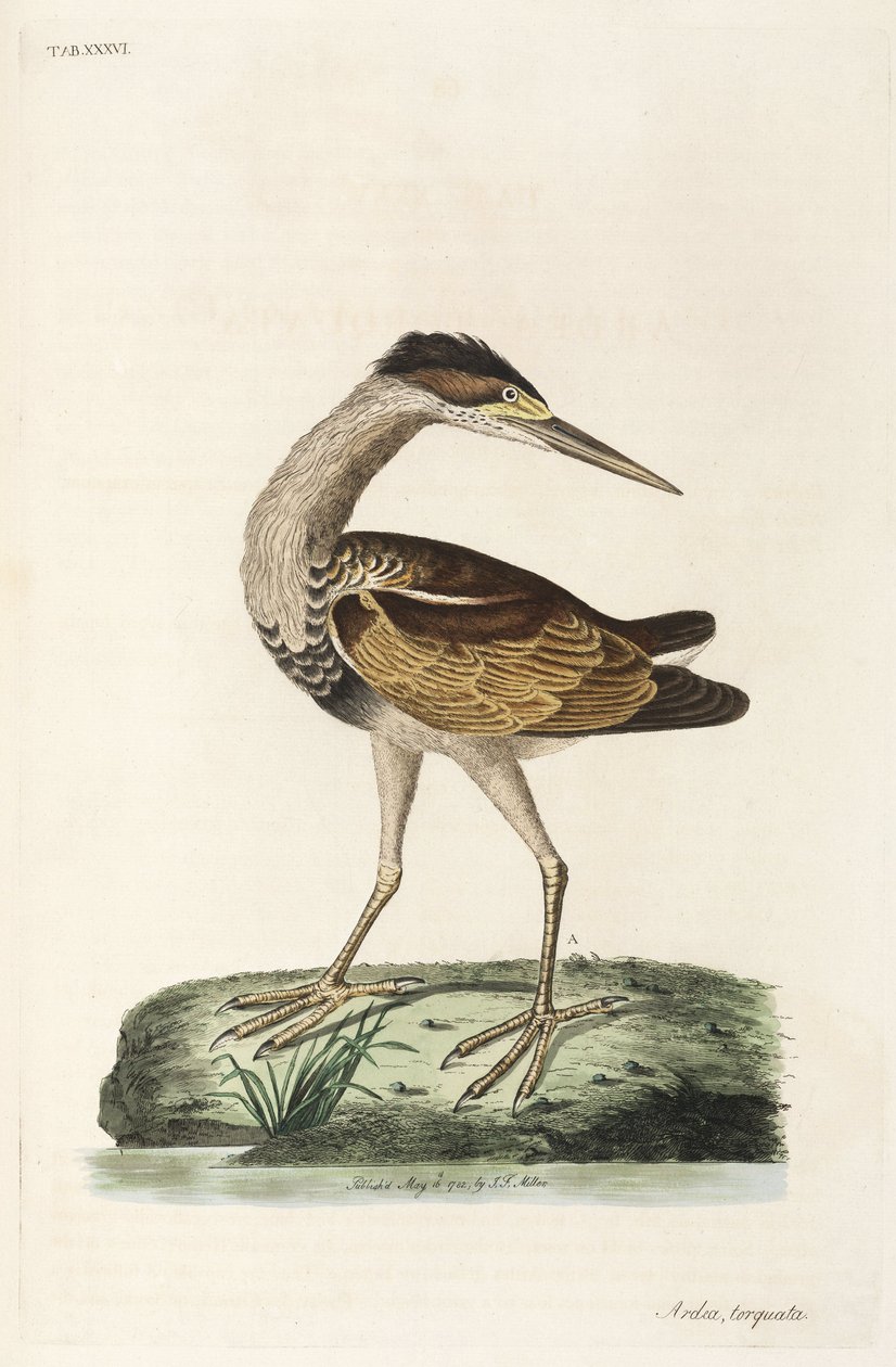 Heron autorstwa John Pardon