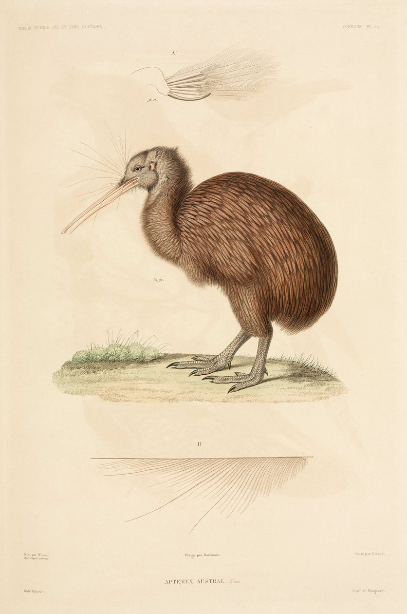 Kiwi, Nowa Zelandia autorstwa John Pardon