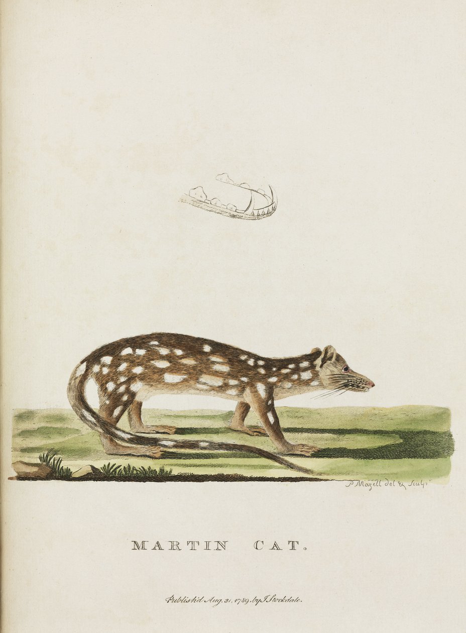 „Kot Marcin”, Australia, ok. 1788 r. autorstwa John Pardon