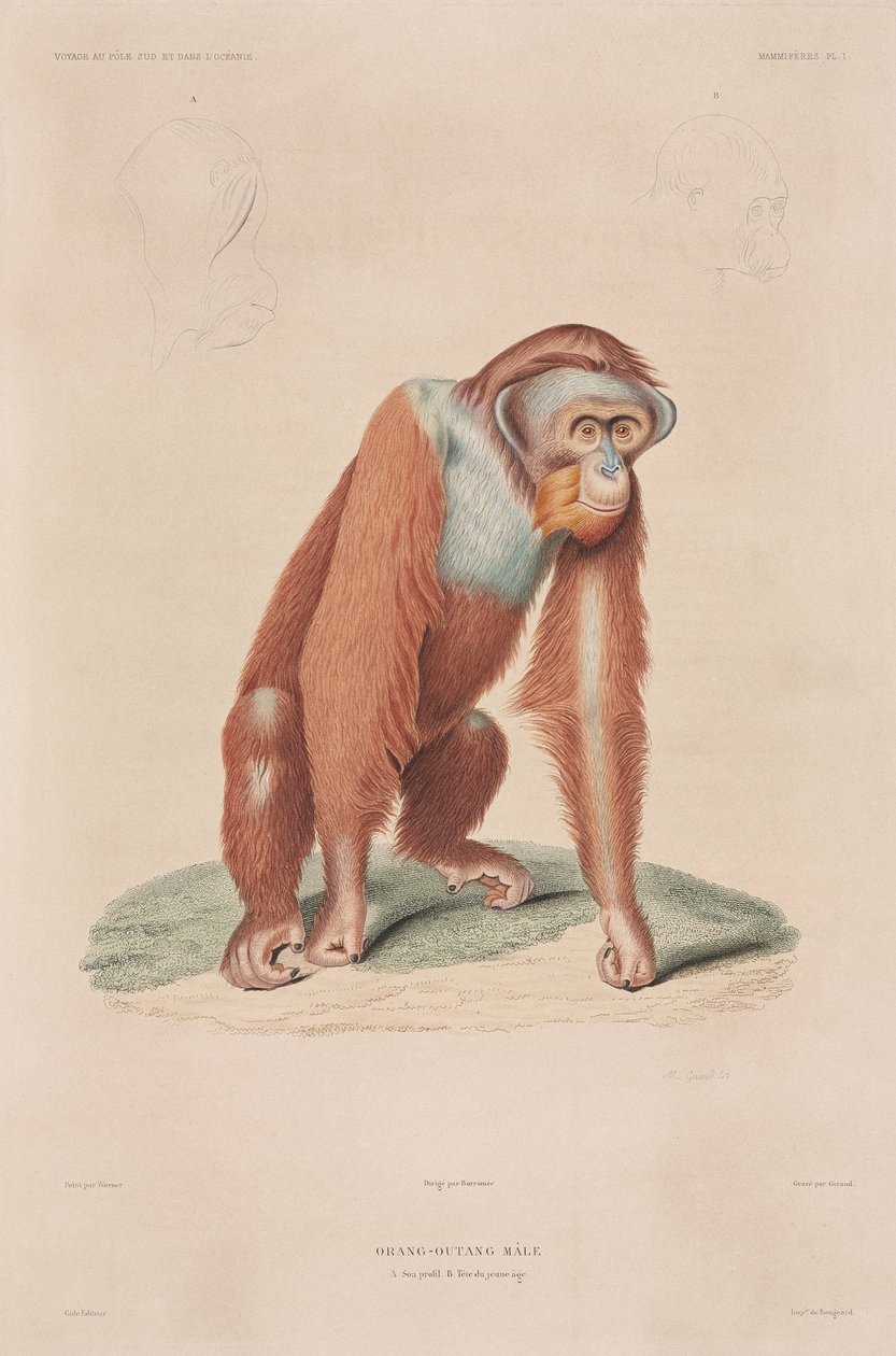 Orangutany, Indonezja autorstwa John Pardon